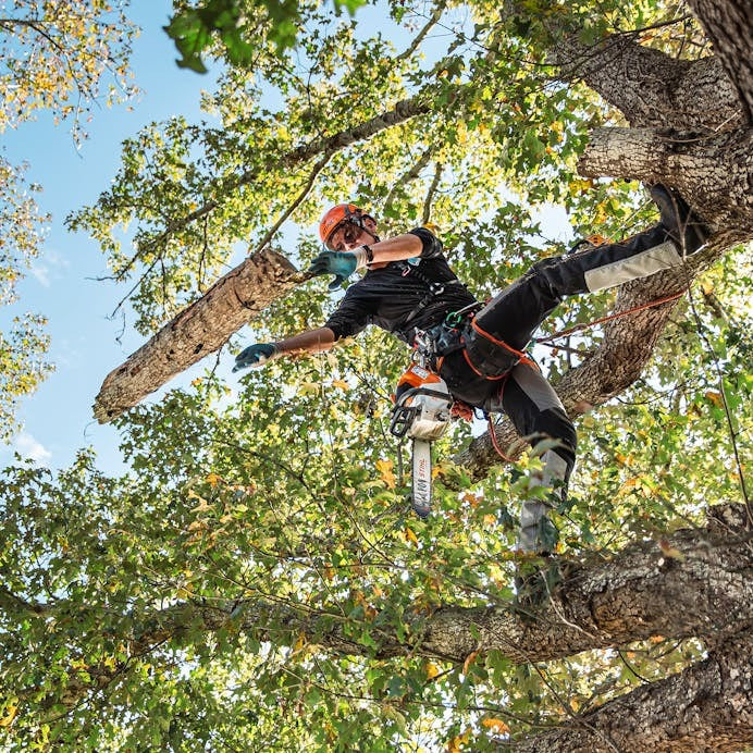STIHL® MSA 220 TC-O Top Handle Chainsaw